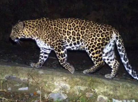 Hyderabad Cheetah