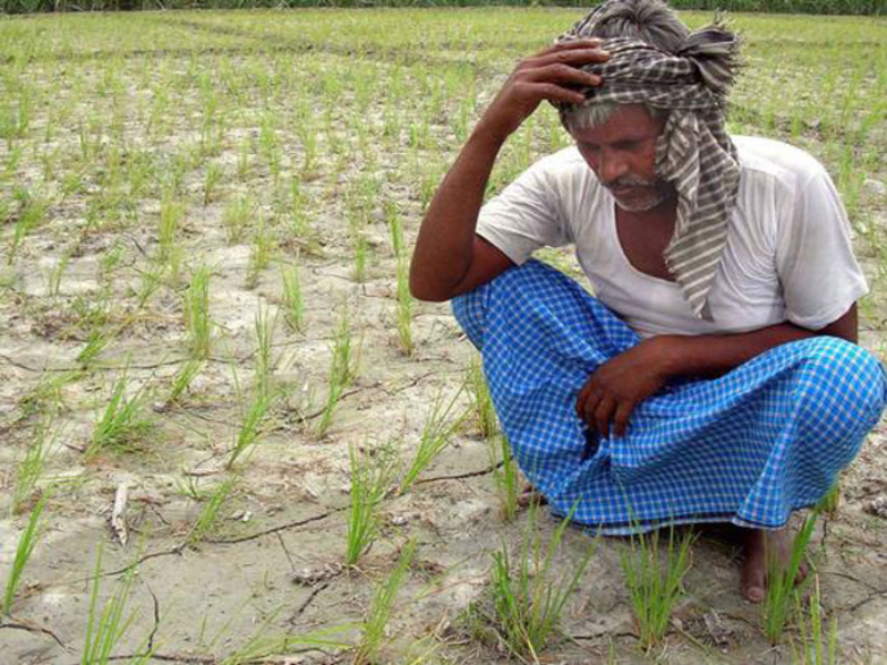 Monsoon Blues Telangana Grapples With Dry Spell Fear Many Districts