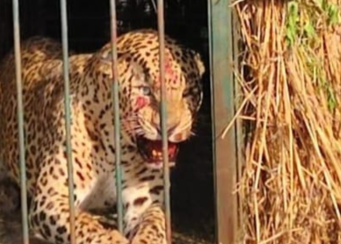 Leopard, tiger