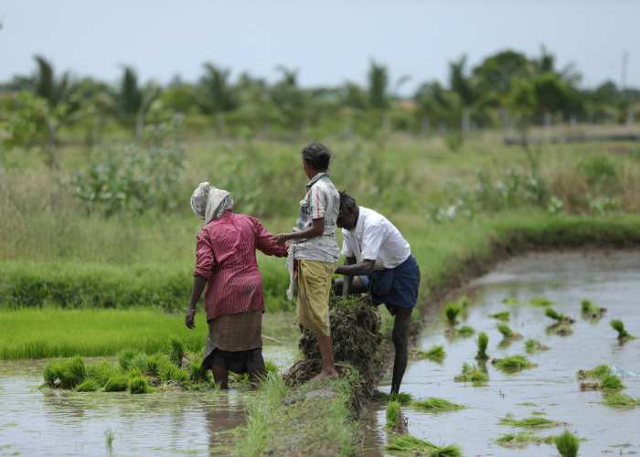 telangana farmers news