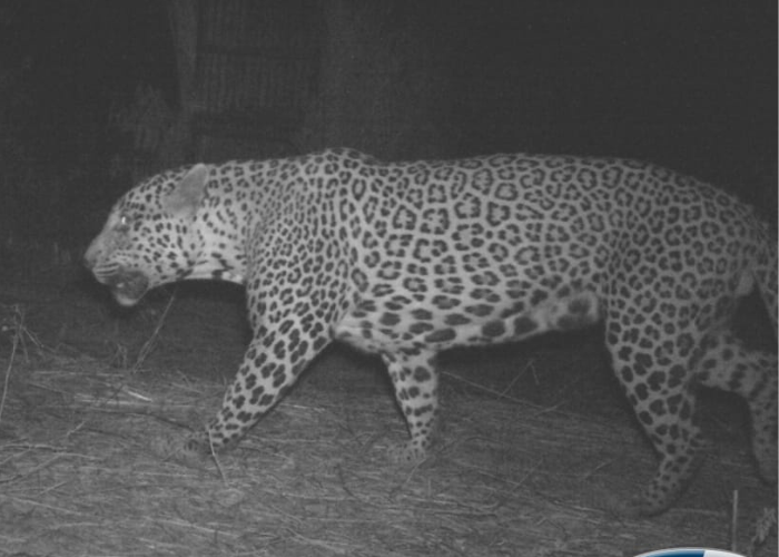 leopard (tiger)