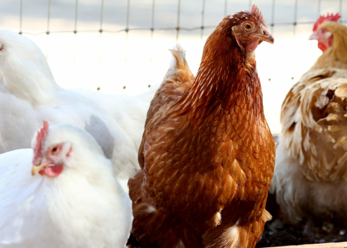 Bird flue virus india
