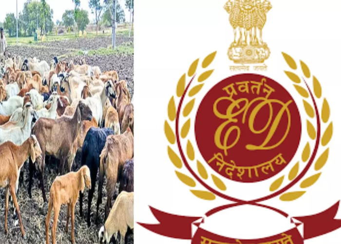Sheep scam telangana