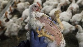 Bird Flu