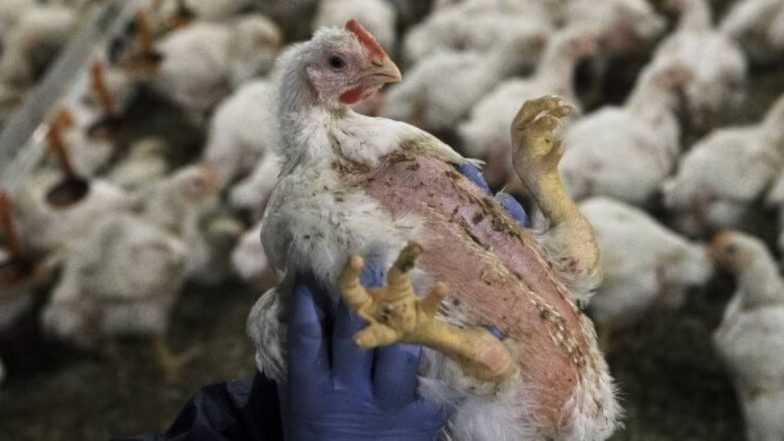 Bird Flu