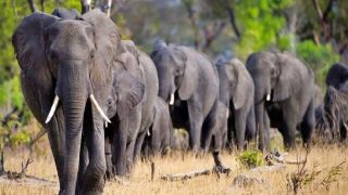 Elephant-attack