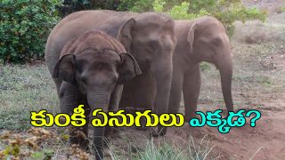 Elephants-Attack