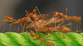 all you need to know about honey ants