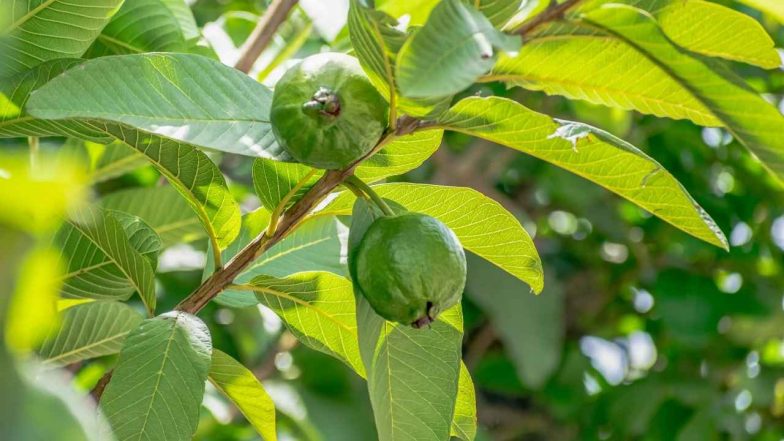 benefits of guava leaves