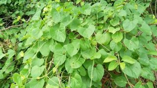 benefits of guduchi herb also known as tippa teega