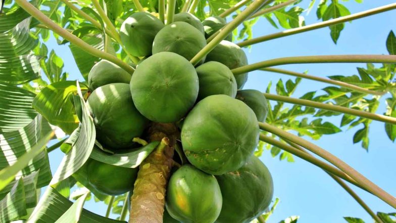 can we eat raw papaya
