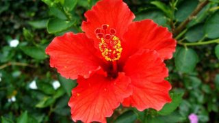 how to use hibiscus for hair