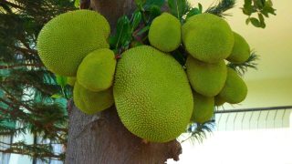 jackfruit an alternative for non veg