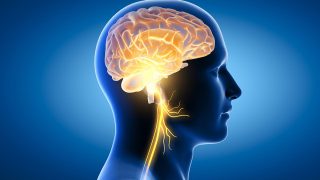 Brain Health Tips