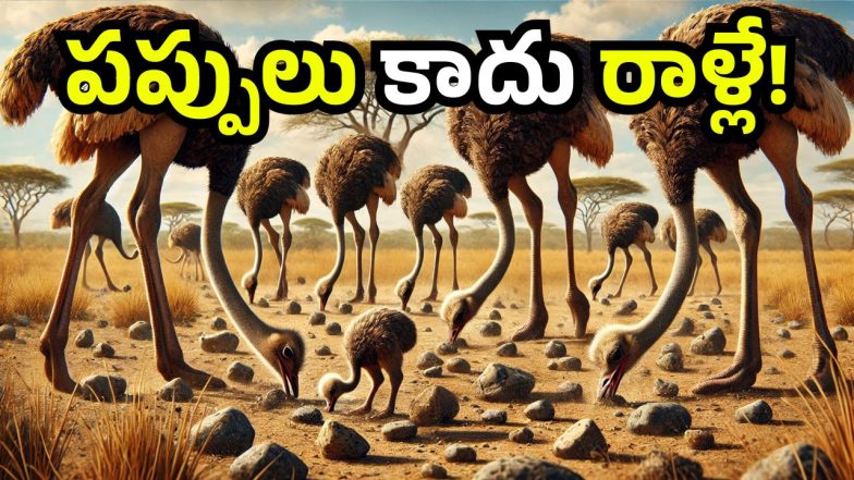 Ostriches (Image Source: Canva)