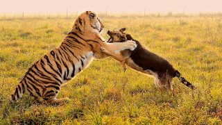 Tiger Dog Fight