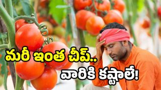 Tomato Prices Dropped
