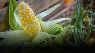 Case Against fake maize seeds (imagecredit:twitter)