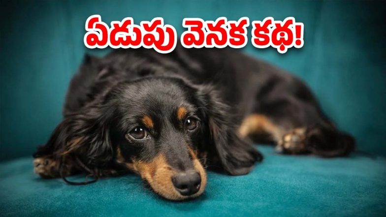Dogs Cry at Night Image Source (pexels)