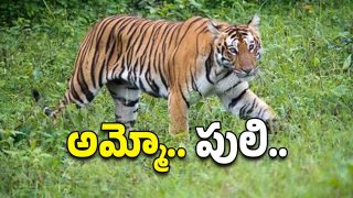 Tiger Spotted Roaming(image credit:X)