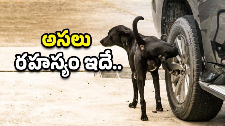 Dogs Smell Tires Image Source Twitter