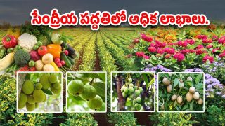 District Sericulture Officer
