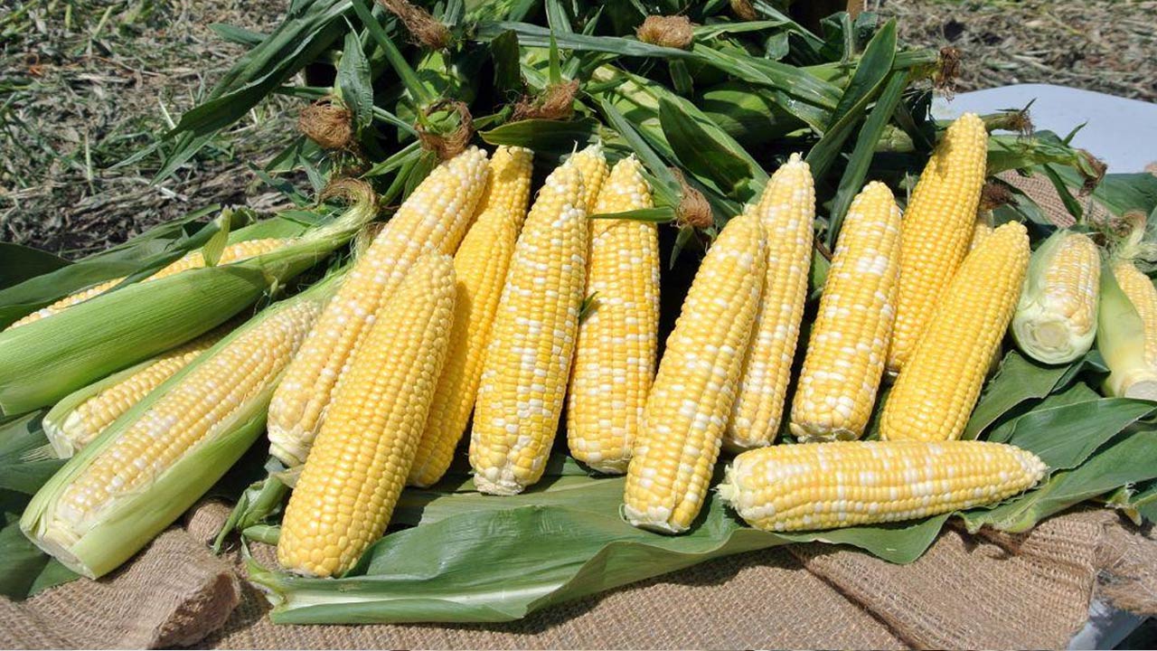 Seed Scam: ల్యాబ్ టు ల్యాండ్ కల్టివేషన్