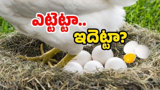White Egg ( Image Source: Twitter)