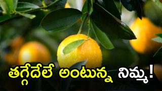 Lemon (Image Source: Twitter)