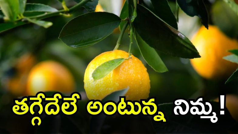 Lemon (Image Source: Twitter)