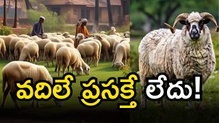 Sheep Distribution Scheme (imagecredit:AI)