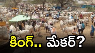 Cattle Market (imagecredit:swetcha)