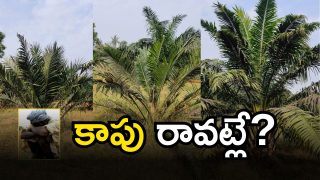 Palm Oil In Khammam (lmagecredit:swetcha)