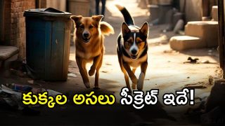 Street Dogs benefits (Image Source: AI)