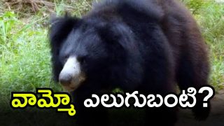 Attacked by bear (imagecredit:swetcha)