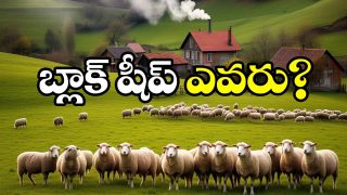 Sheep Distribution Scam