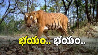 Maharashtra Tiger Attack(image credit:X)