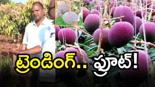 Telangana Mangoes (imagecredir:swetcha)