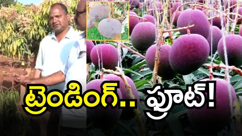 Telangana Mangoes (imagecredir:swetcha)