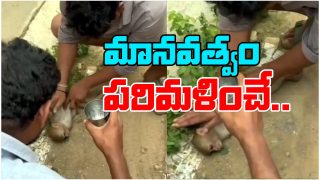 CPR To Monkey