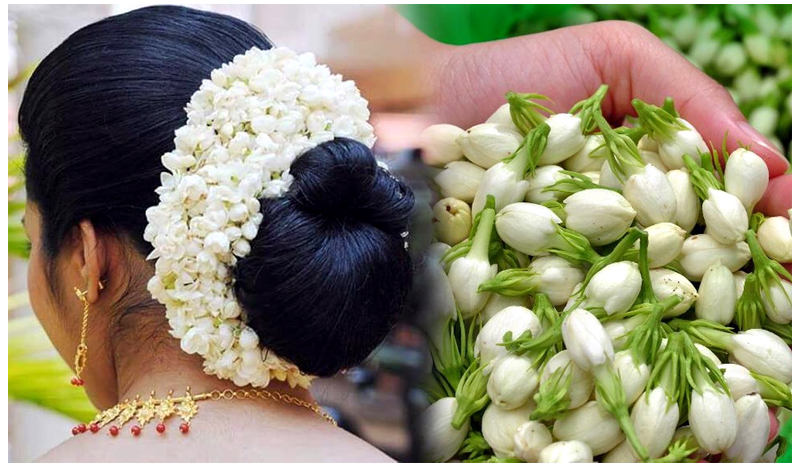 Jasmine Flower