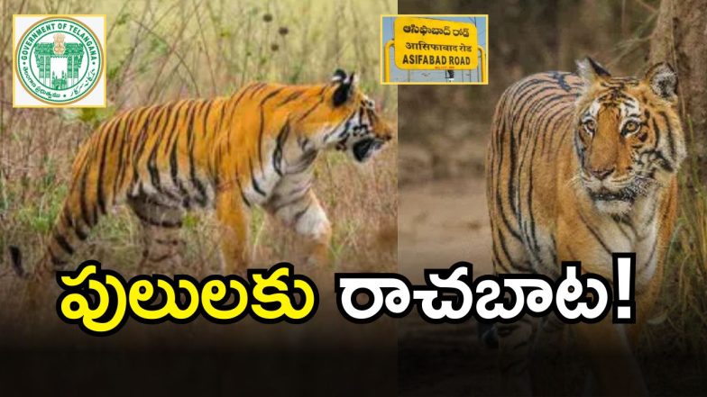 Asifabad Tigers (imagecredit:twitter)