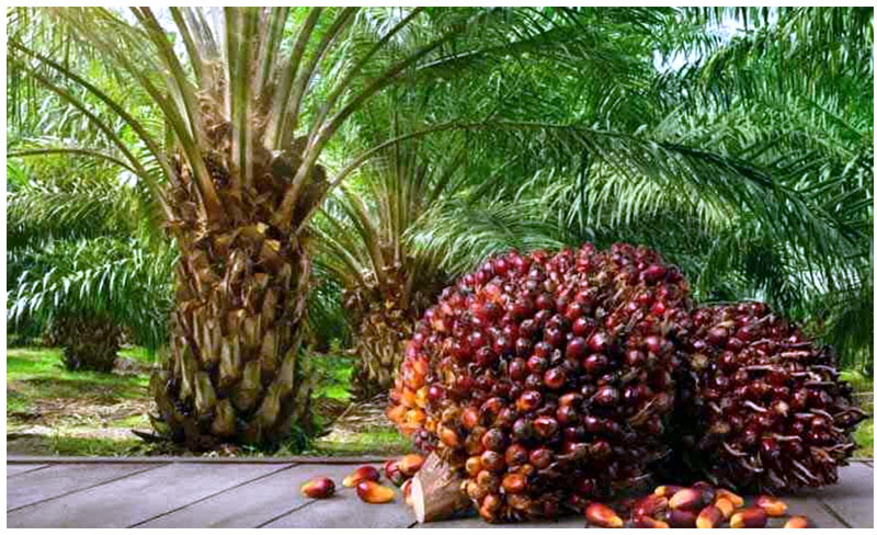 Palm tree