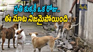 BBMP Stray Dogs