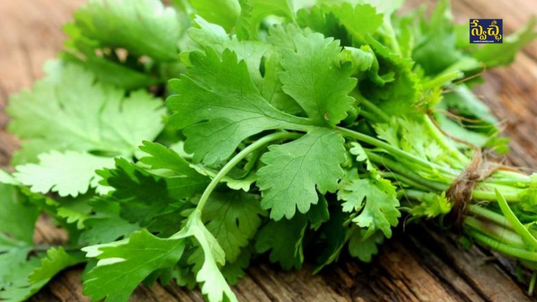 Coriander ( Image Source: Twitter)
