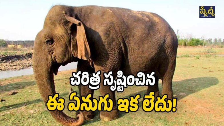 Asia Oldest Elephant (image Source: Twitter)