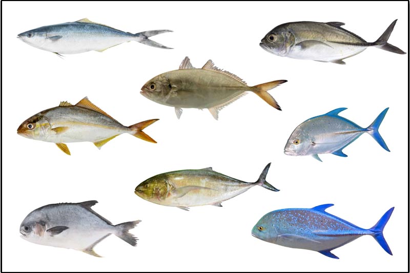 Fish Types
