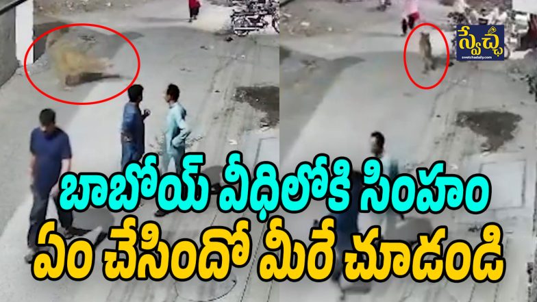 Lion Viral Video