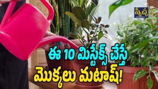 Plant Tips