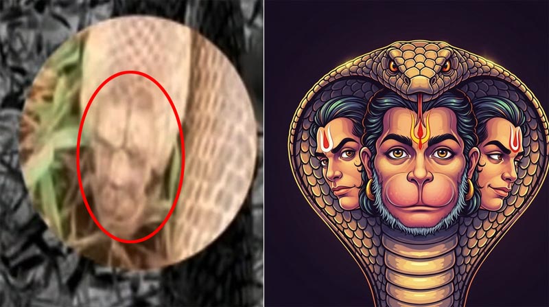 Hanuman Snake